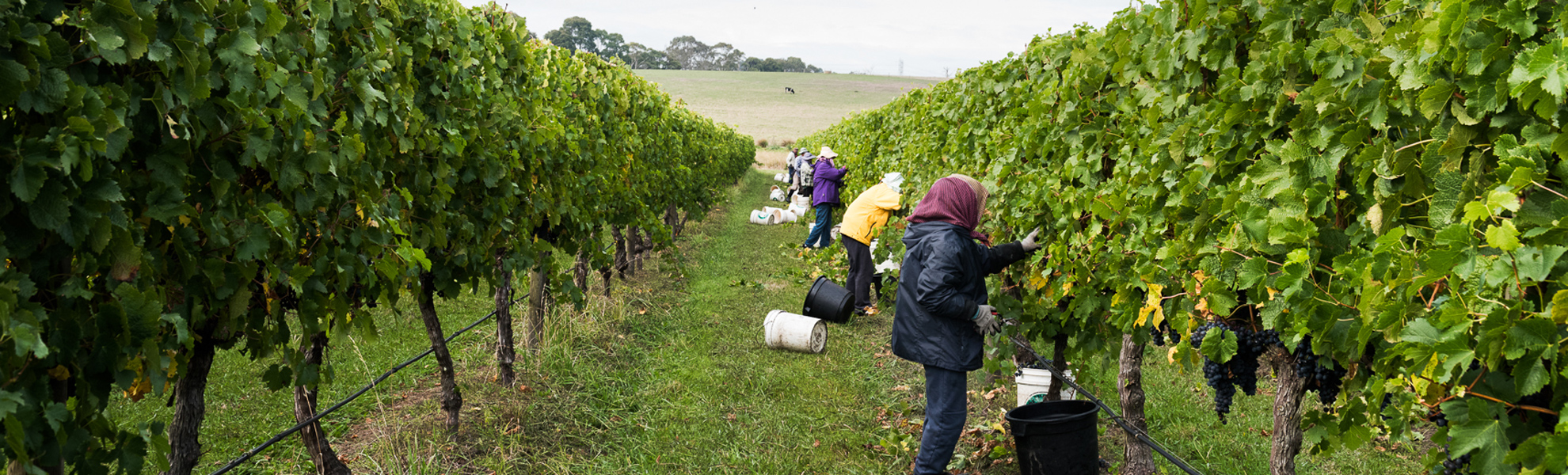 vegan wine australia 