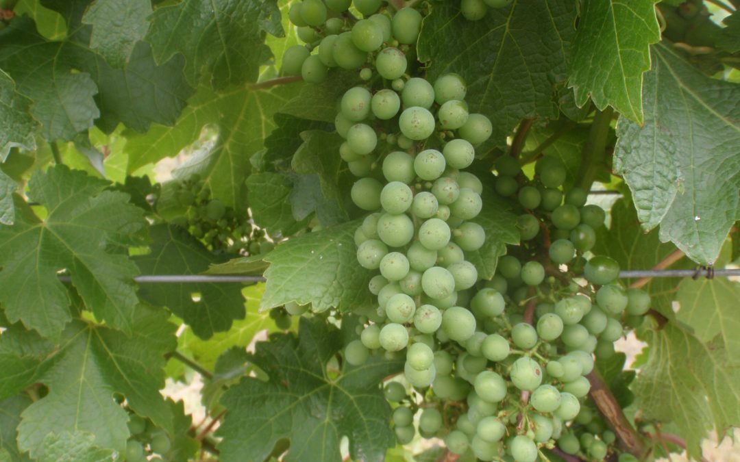 Wine Club Launched